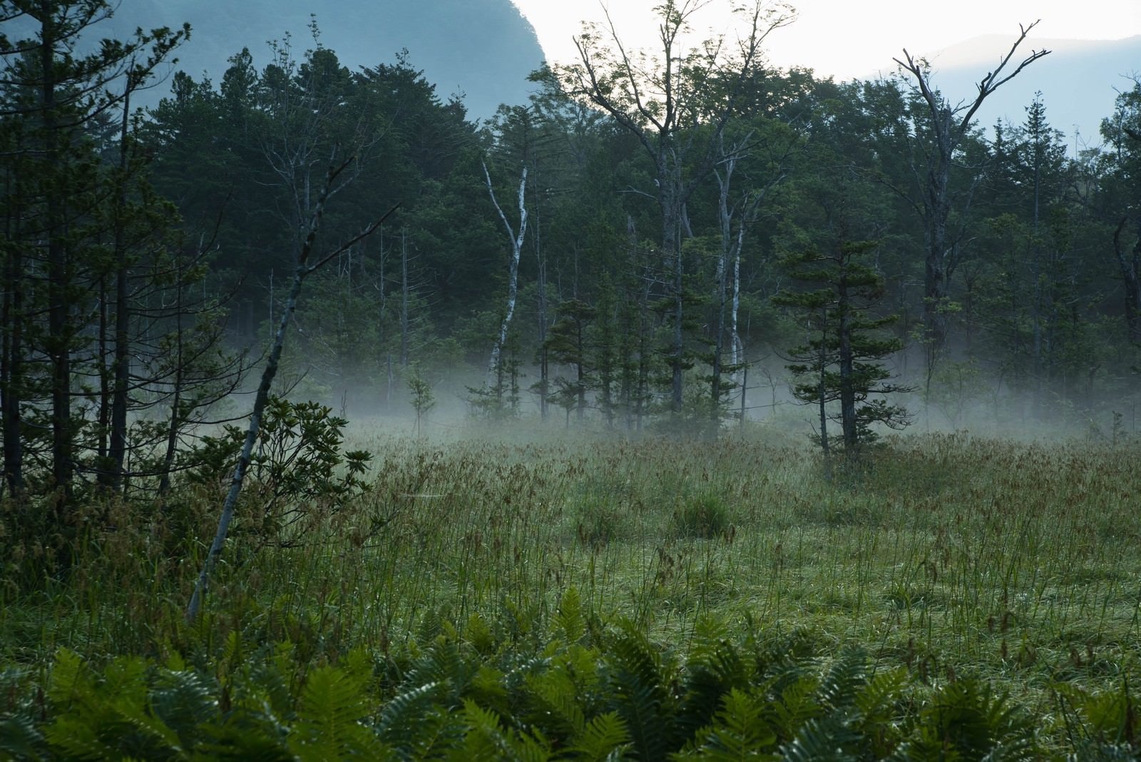 「朝靄に包まれる岳沢湿原」の写真