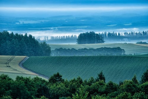 朝霧が沸き立つ美瑛町の畑の写真