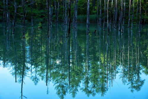 青池の湖面に映る水鏡の写真