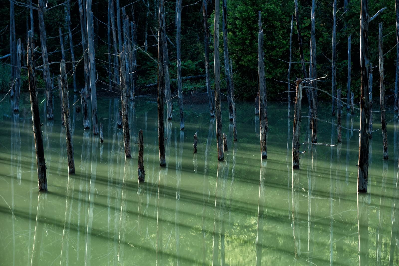 「青池の立ち枯れた木々が映る湖面」の写真