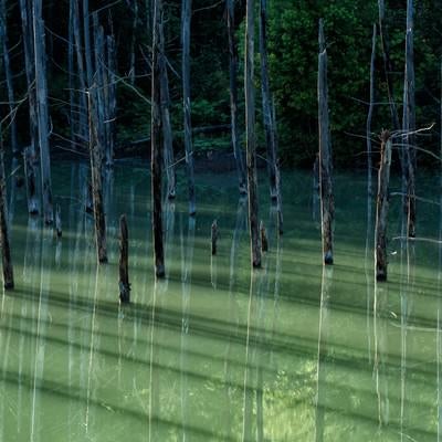 青池の立ち枯れた木々が映る湖面の写真
