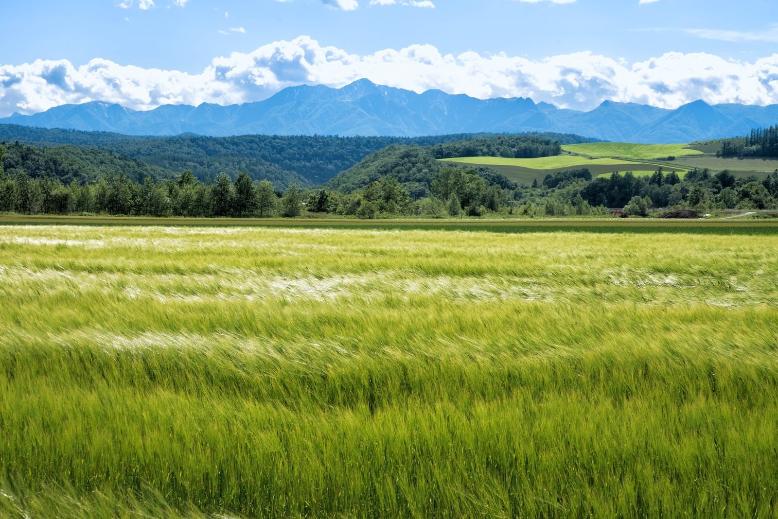 「風になびく一面の麦畑」の写真