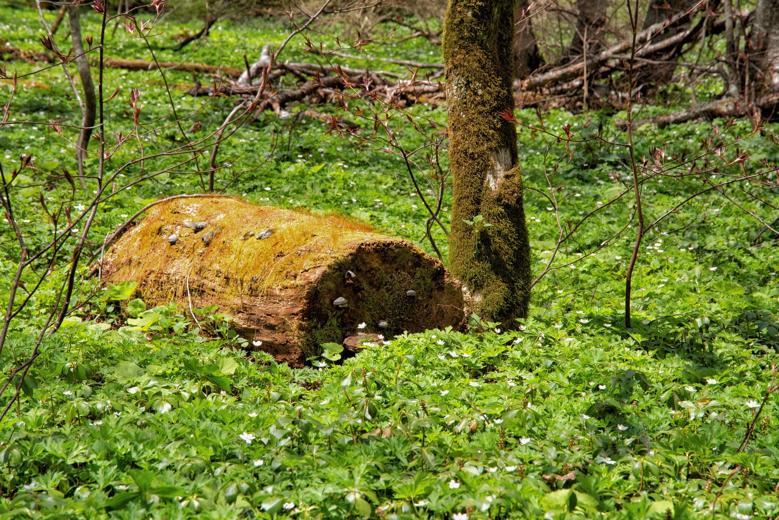 「苔生す倒木と咲き乱れるニリンソウ」の写真