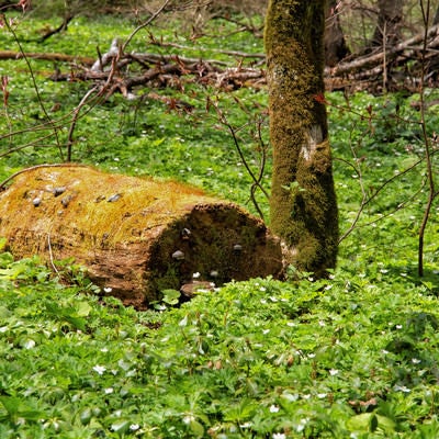 苔生す倒木と咲き乱れるニリンソウの写真