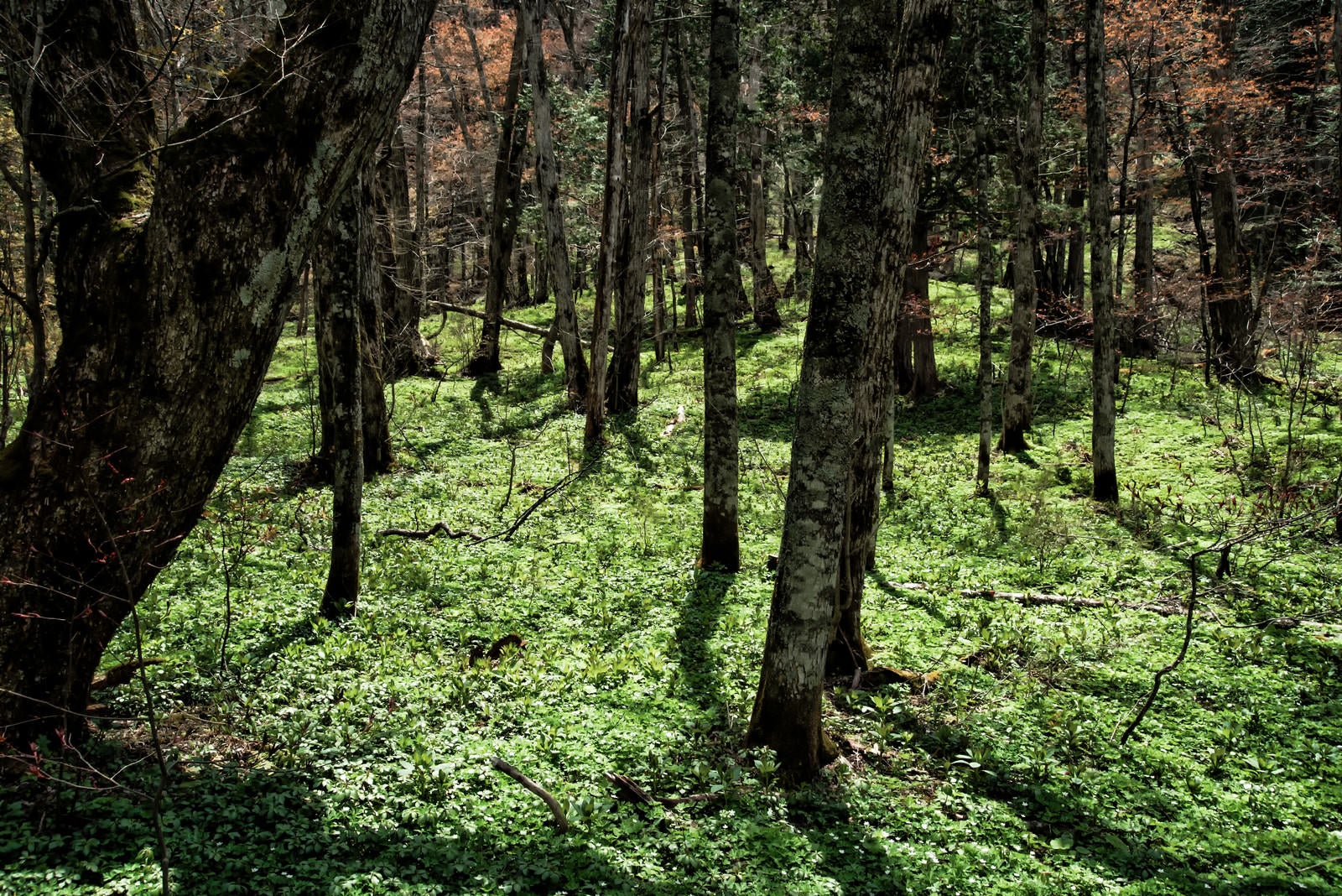 「春を迎えた上高地の森」の写真