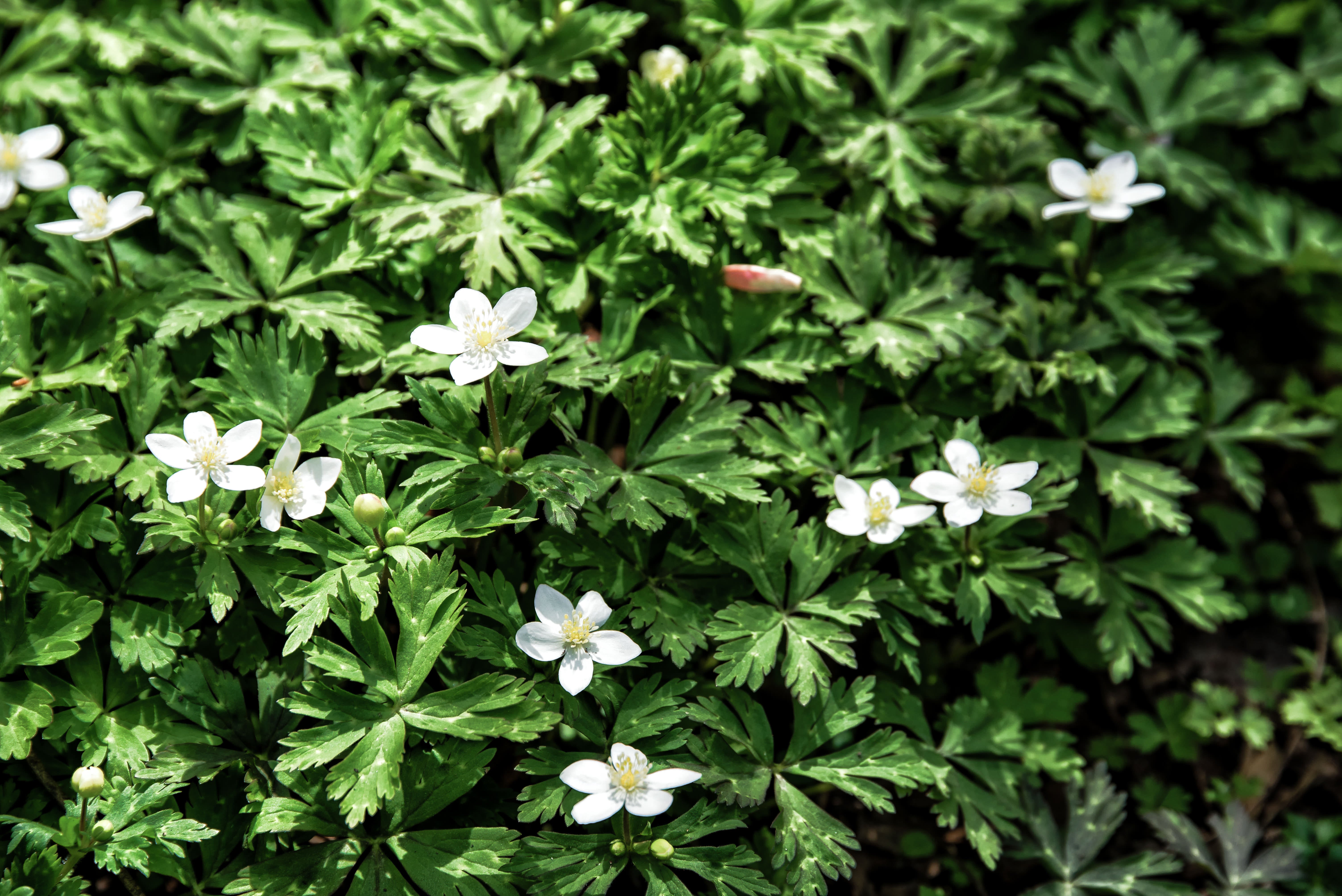 上高地に咲く二輪草（ニリンソウ）の無料の写真素材 - ID.33808