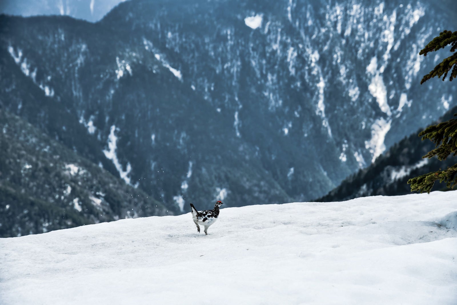 「雪渓を走り抜ける雷鳥」の写真
