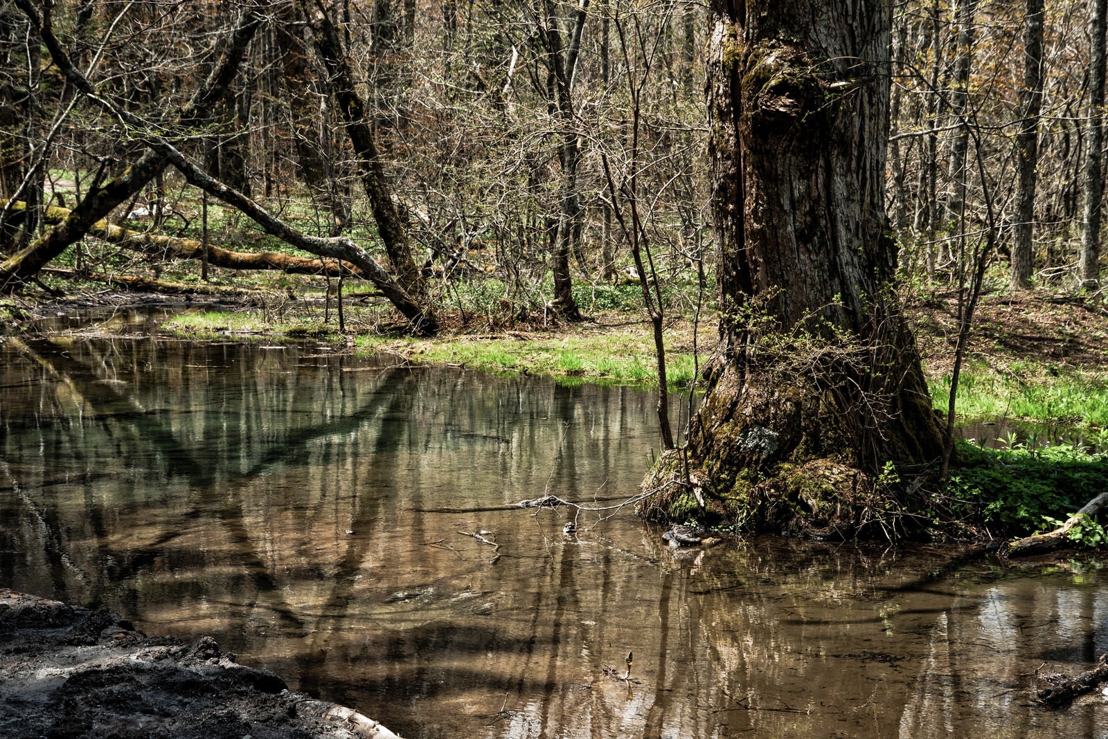 「明神池の水面に反射した森の木々（上高地）」の写真