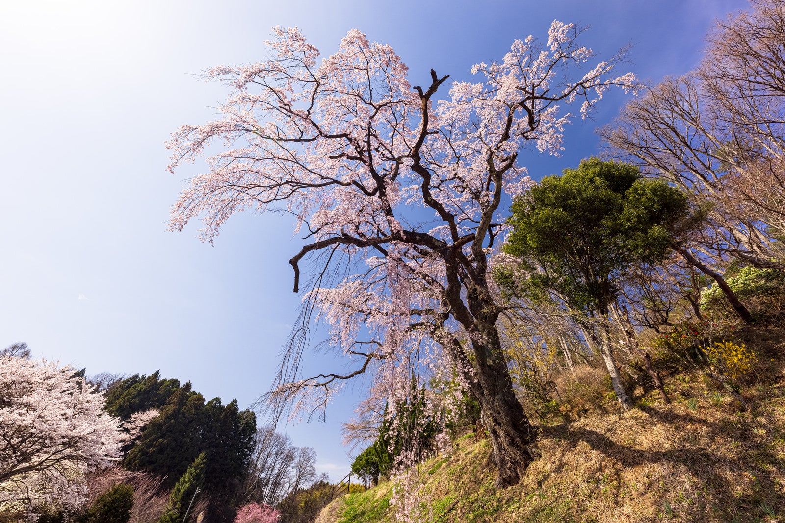 「道路脇の斜面に咲く伊勢桜」の写真