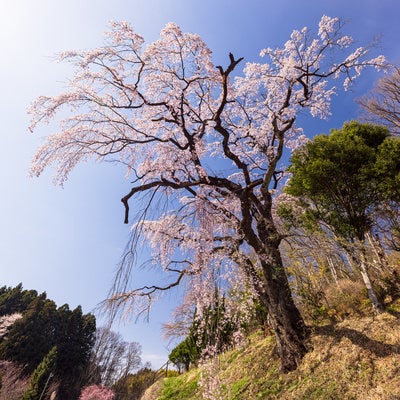 道路脇の斜面に咲く伊勢桜の写真