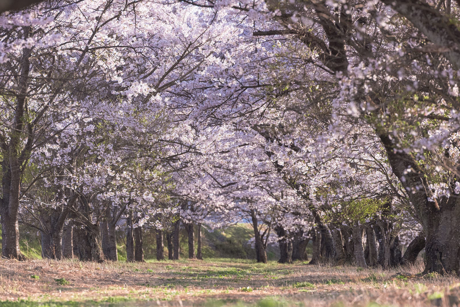「笹原川の桜並木」の写真