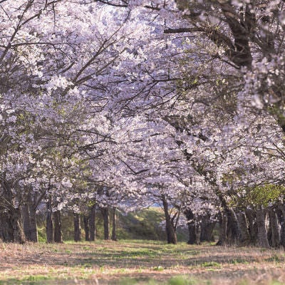 笹原川の桜並木の写真