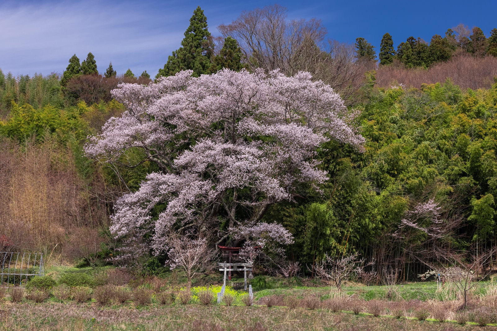 「杉の木々と大きな桜の木（子授け櫻）」の写真