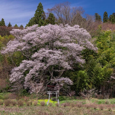 杉の木々と大きな桜の木（子授け櫻）の写真