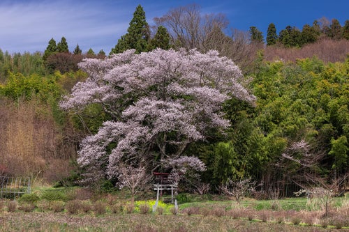杉の木々と大きな桜の木（子授け櫻）の写真