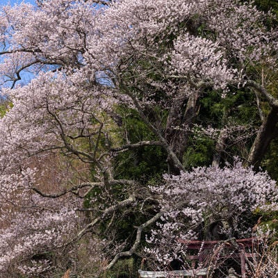 伸びやかに伸びた枝に桜の花（子授け櫻）の写真