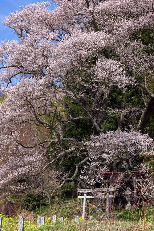 伸びやかに伸びた枝に桜の花（子授け櫻）の写真