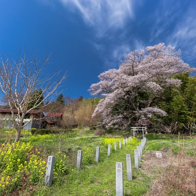 よく晴れた空と大和田稲荷神社の子授け桜の写真