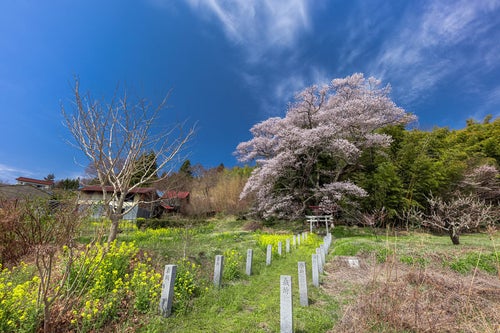 よく晴れた空と大和田稲荷神社の子授け桜の写真