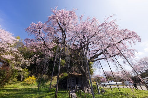 紅枝垂地蔵桜と支柱に囲まれた地蔵堂の写真