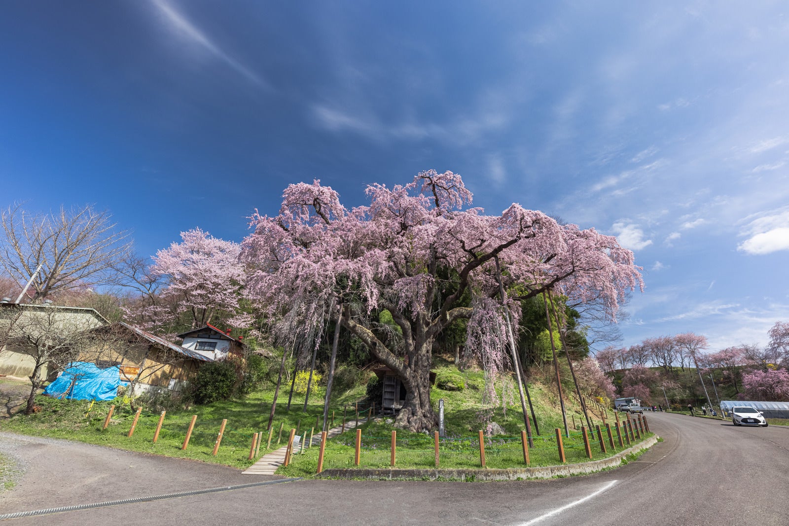 「車道から望む紅枝垂地蔵桜の様子」の写真