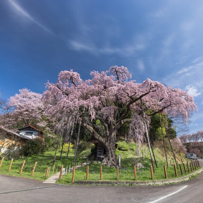 車道から望む紅枝垂地蔵桜の様子の写真
