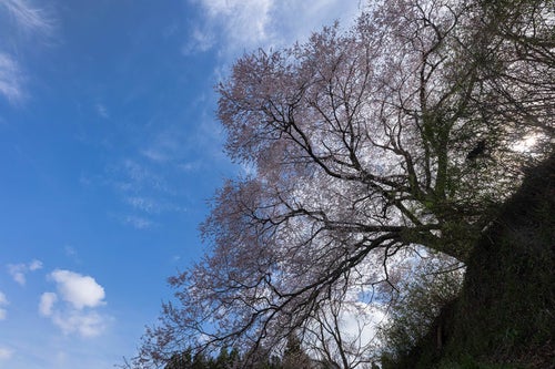 丘の上に祀られた石塔を覆う「黒木石造り三層塔の桜」の写真