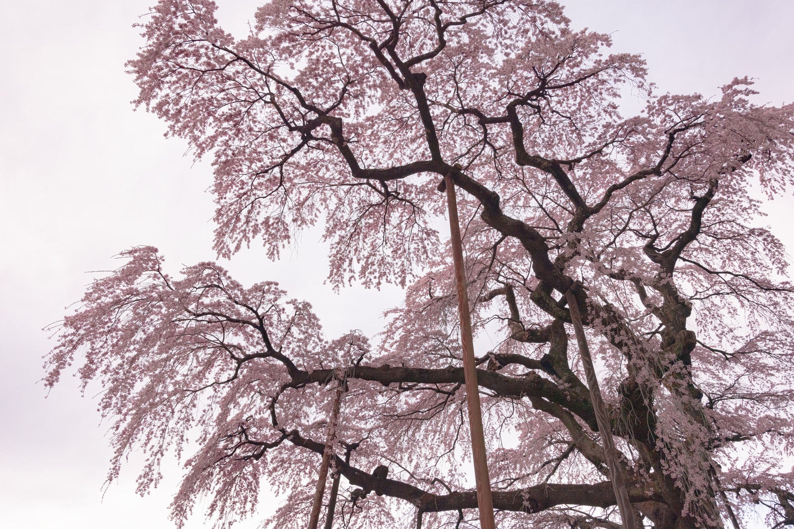 「空を覆う満開の紅枝垂地蔵桜」の写真