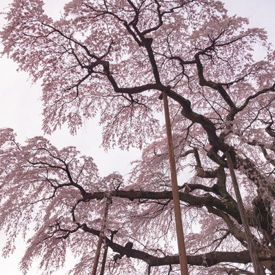 空を覆う満開の紅枝垂地蔵桜の写真
