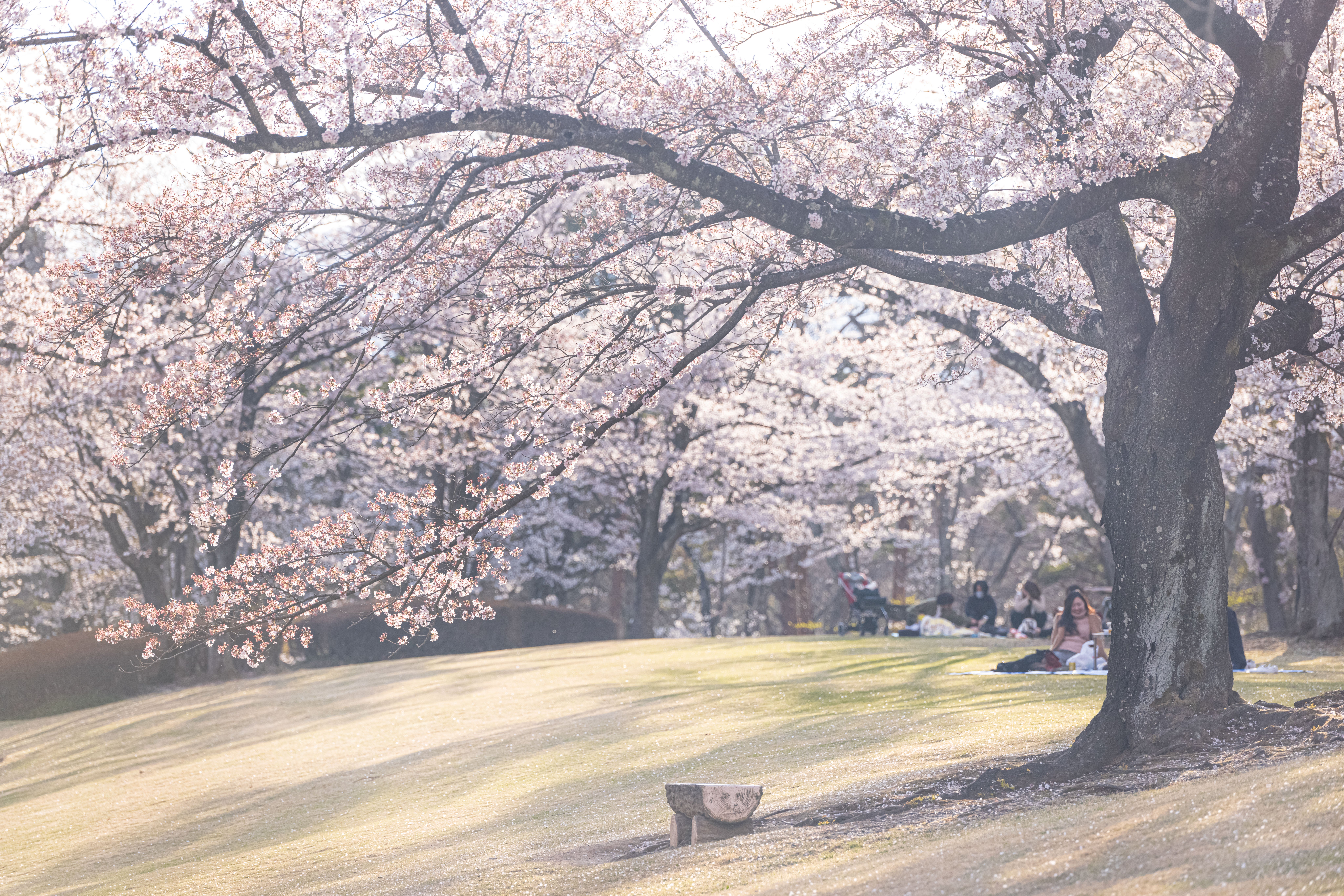桜立ち木(造花) ビッグツリー 桜 高さ150cm