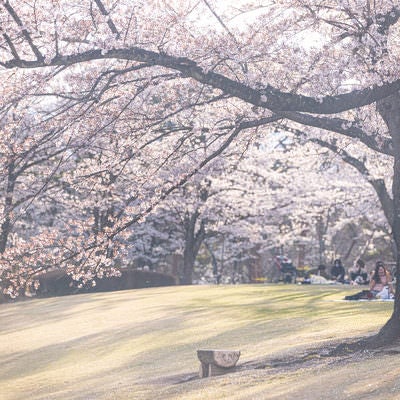 桜満開の逢瀬公園（福島県郡山市）の写真
