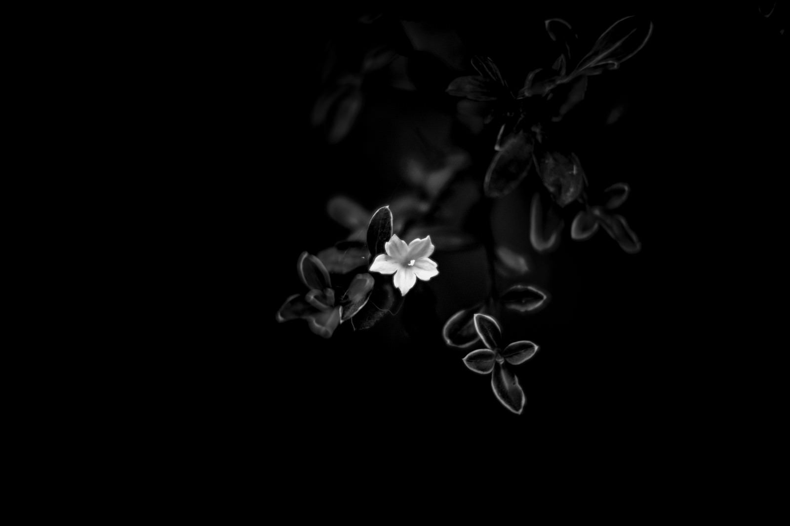 「白い花（モノクロ）」の写真