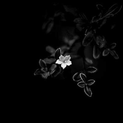 白い花（モノクロ）の写真