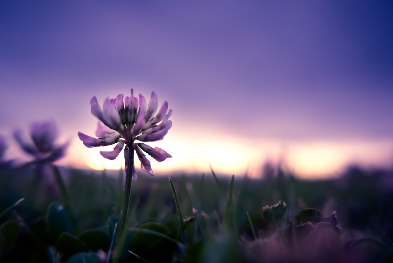 「夕暮れと花」の写真