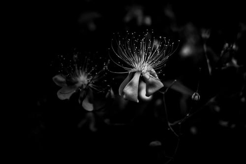 花糸（モノクロ）の写真
