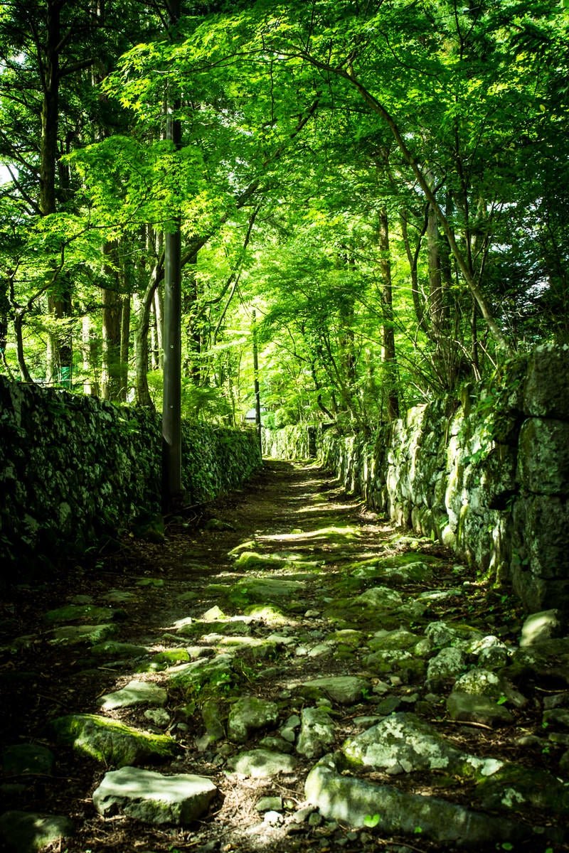 「石垣の新緑の道」の写真