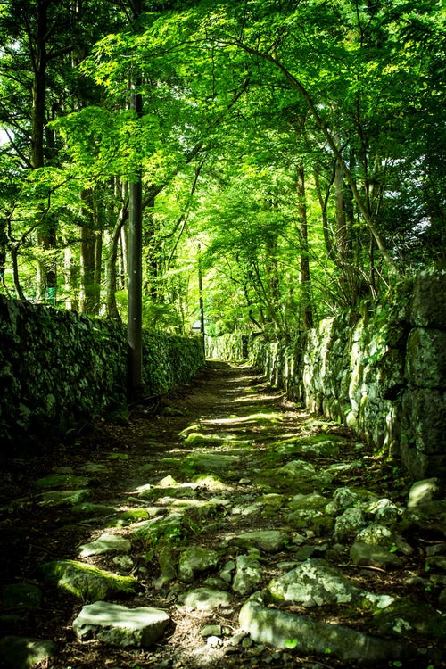 石垣の新緑の道の写真