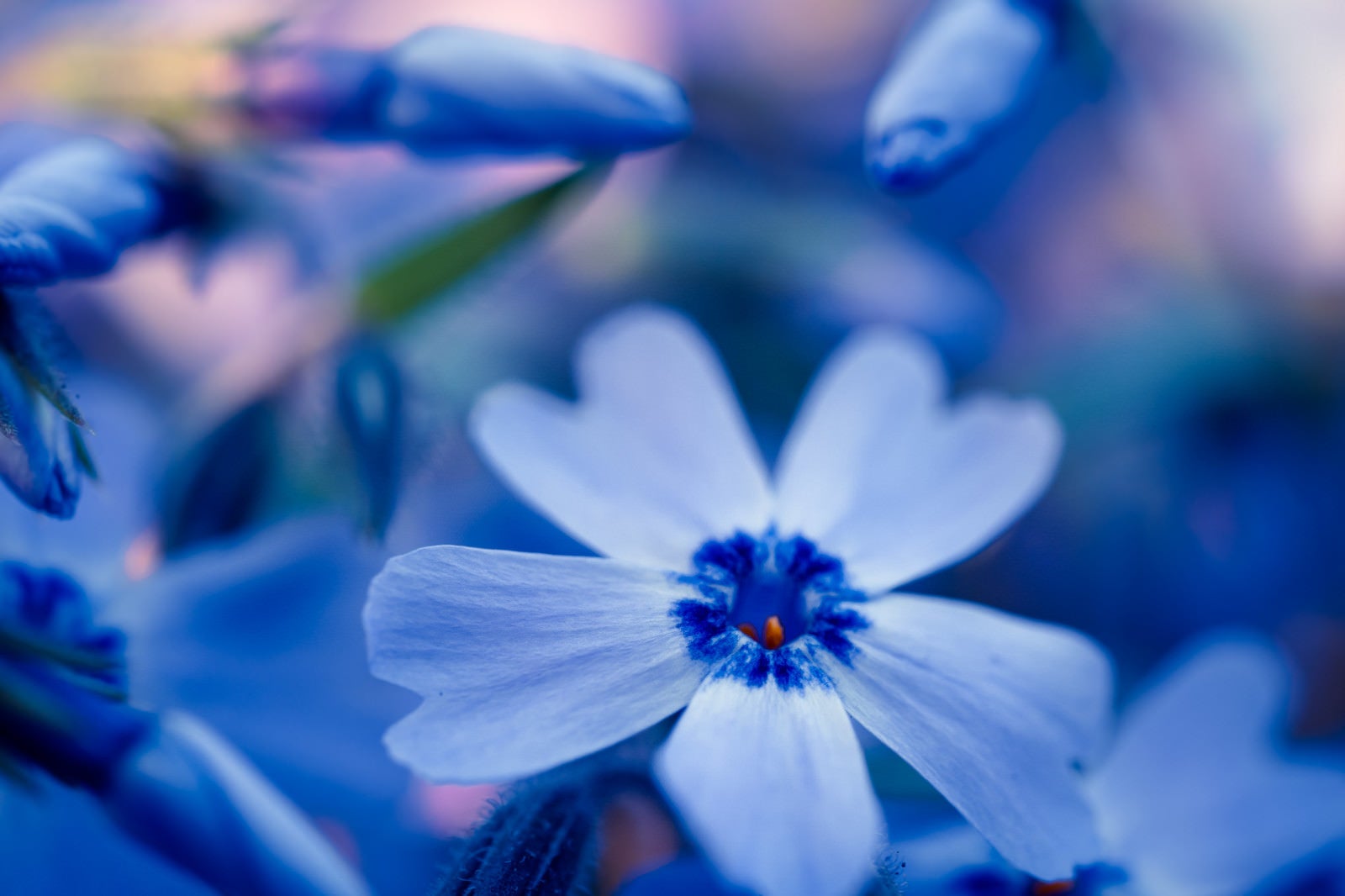 「青い秋桜」の写真