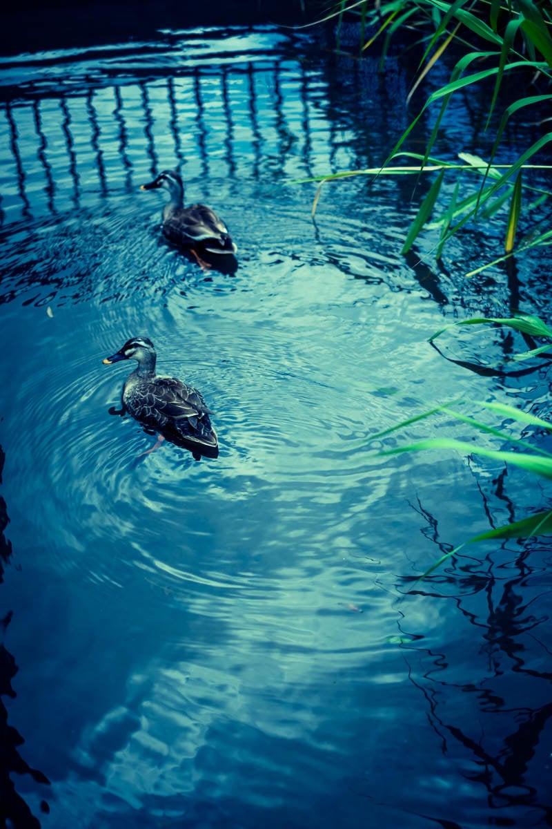 「池を泳ぐ二匹の鴨」の写真