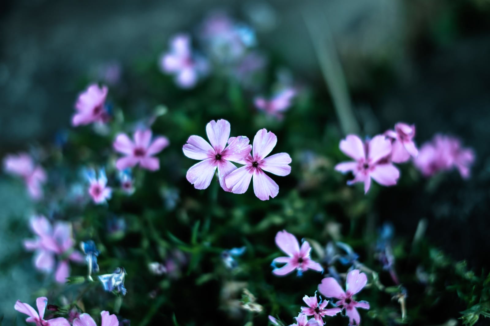 「小さいお花（雨上がり）」の写真