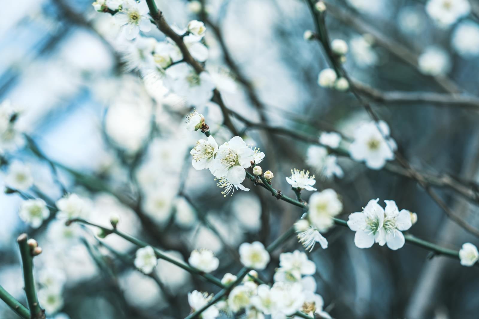 「開花を始めた梅の花」の写真