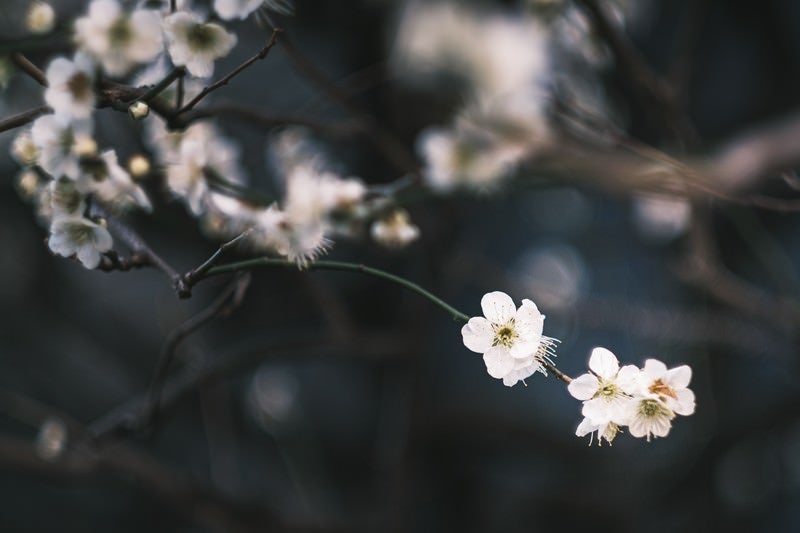 風に揺れる梅の花の写真