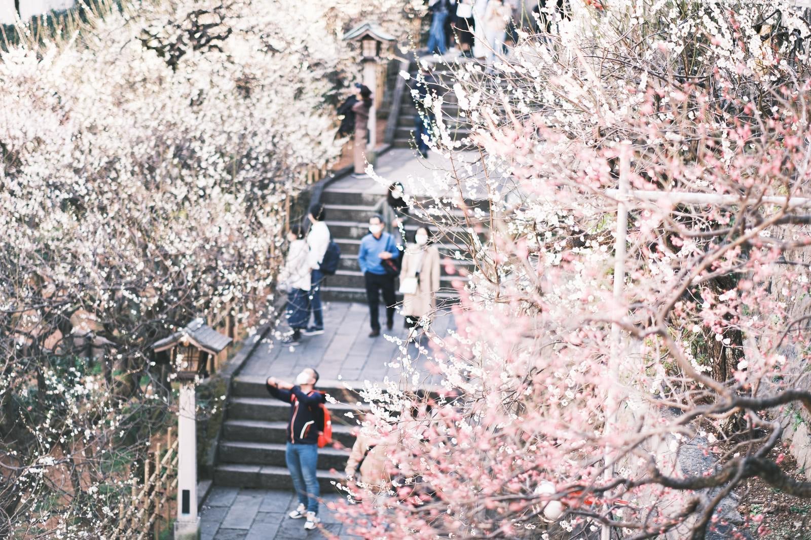 「湯島天神境内の階段沿いに咲く桜」の写真