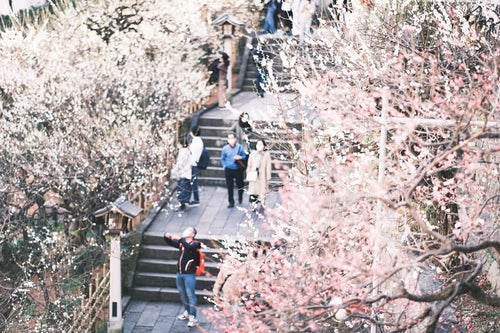 湯島天神境内の階段沿いに咲く桜の写真