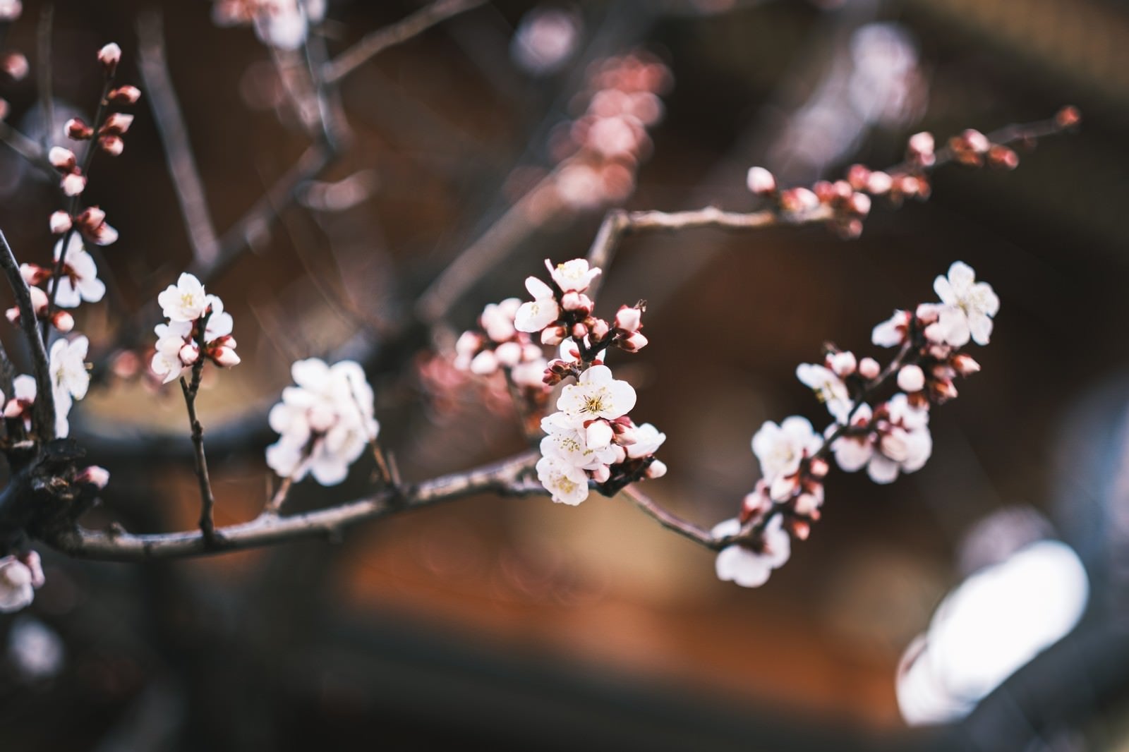 「開花した梅と蕾」の写真