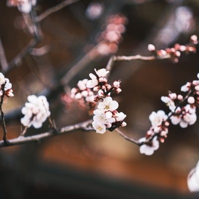 開花した梅と蕾の写真
