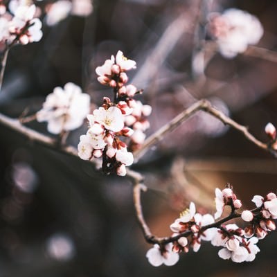 蕾から開花した梅の写真