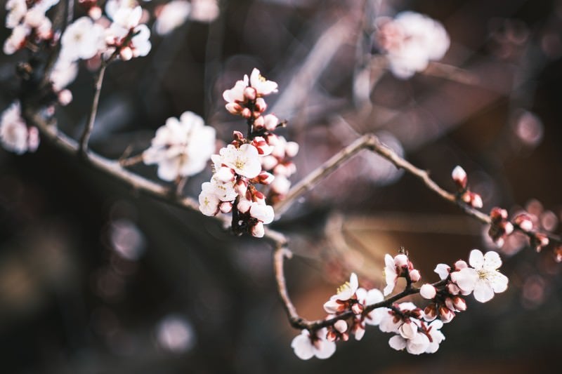蕾から開花した梅の写真