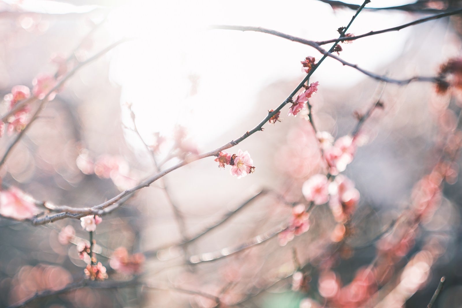 「梅の花に注ぐ日差し」の写真
