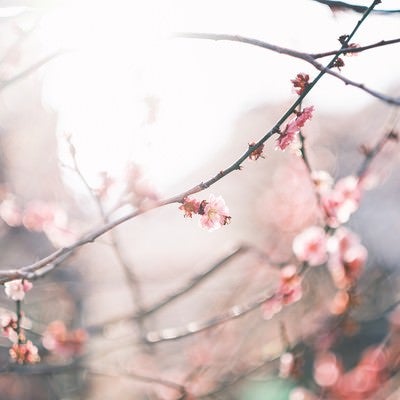 梅の花に注ぐ日差しの写真